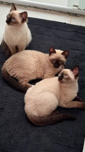 Doa-se três gatinhas