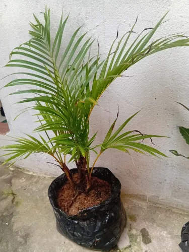 Mudas de areca bambu