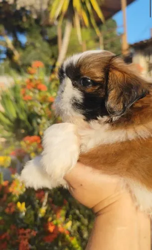 Shihtzu alto padrão para pessoas exigentes
