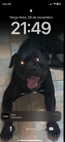 Doa se American bully