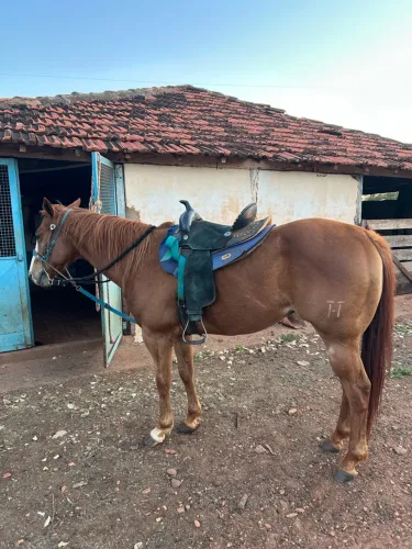 Macho QM PO