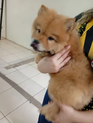 Vendo Chow Chow por 800 