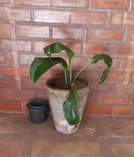 Vasos para jardim, bancos etc