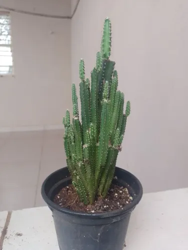 Planta Cacto