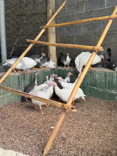 Galinhas de Angolas