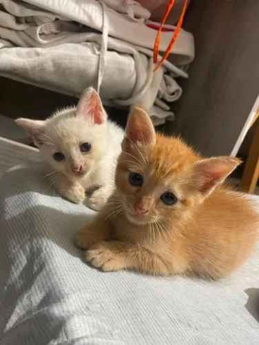 GATINHA PARA ADOÇÃO