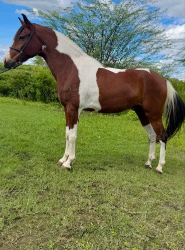 Cavalo Mangalarga Marcha Picada 
