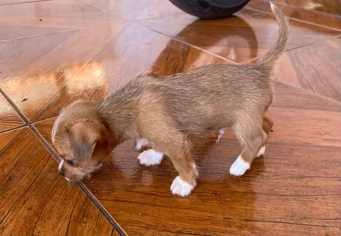 Filhote de shitzu com pinscher