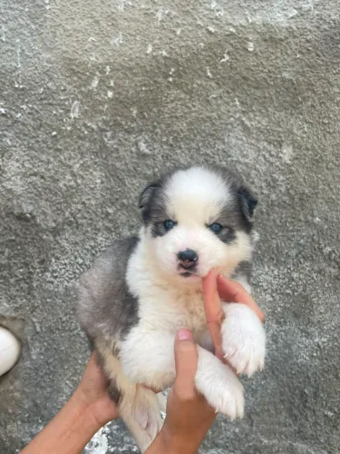 Husky siberiano