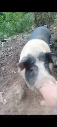 Porco cachaço faixa branca
