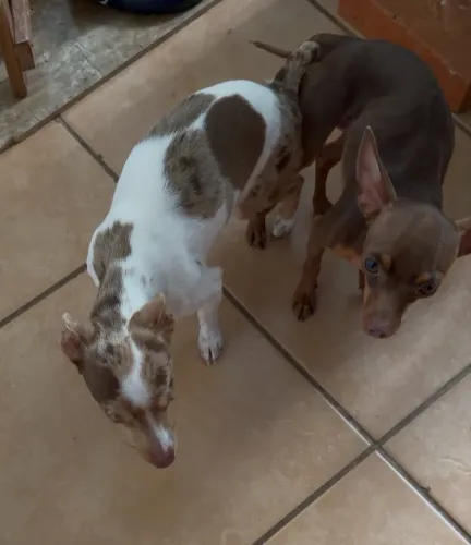Vendo pincher macho choco merlim