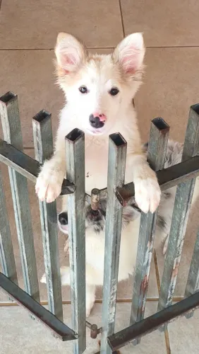 Border Collie filhotes alto padrão 