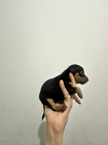 Pinscher 0 apenas dois disponíveis 