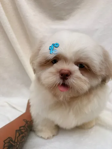 Lindo machinho de Shih tzu