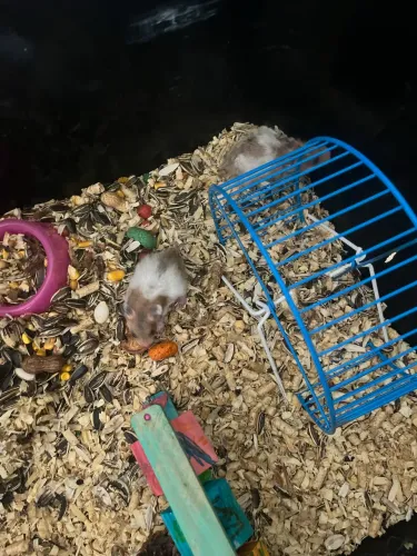 Hamster 