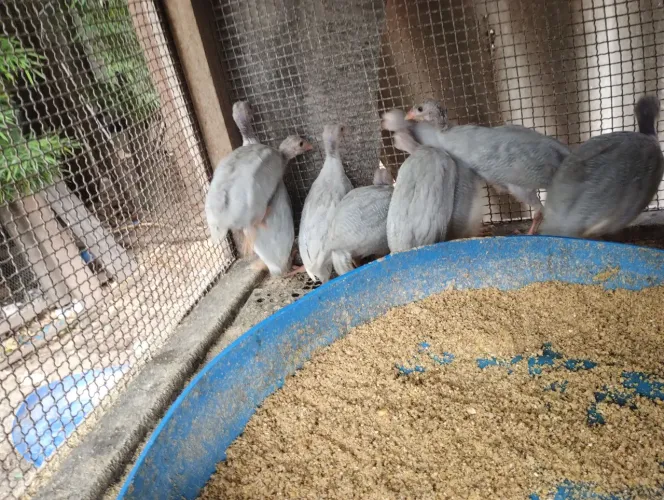 Filhotes de galinha de Angola (azul)