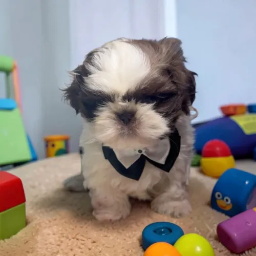 Lindo Shih Tzu Disponível