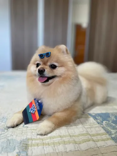 Linda filhote de Lulu da Pomerania 
