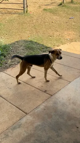 Doação de cachorros