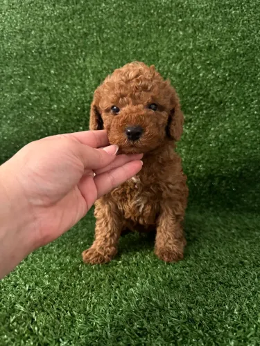 Poodle Toy Mini - Filhotes Lindos e Saudáveis 