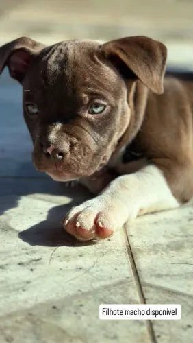 American bully Filhote