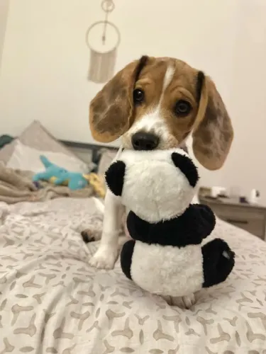Beagle Filhotinho lindinho esperando por você