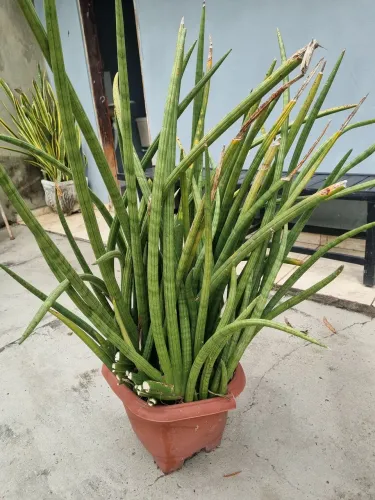 Vende-se plantas Lança de São Jorge 