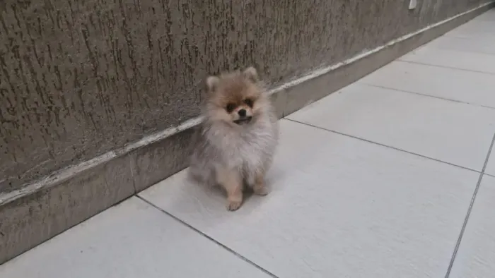 Cachorro Lulu da Pomerania filhote muito amoroso disponível hoje