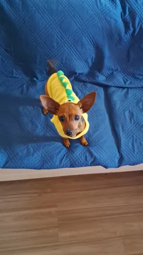 Filhote de Pinscher