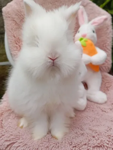 Mini Teddy Dweg 