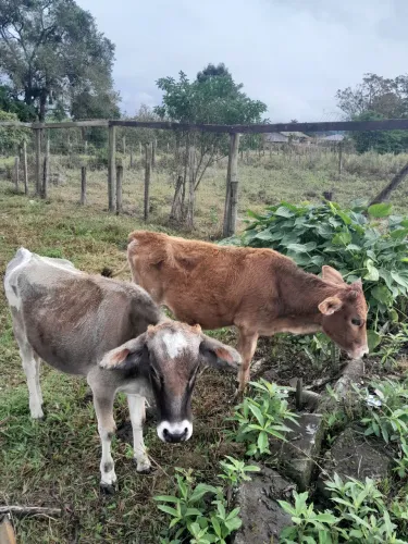 Novilhas