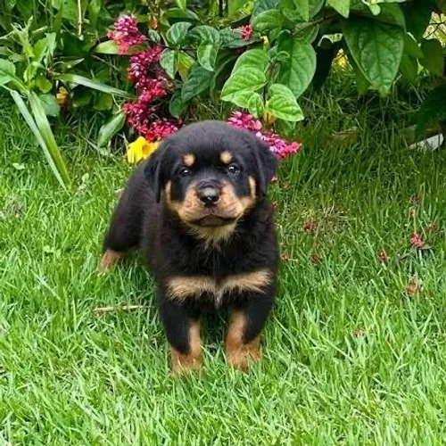 Rottweiler preto e marrom cor padrão 