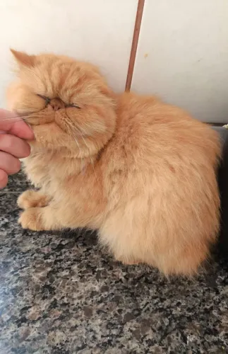 Gata persa red