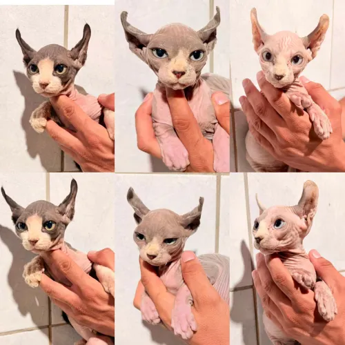 Sphynx Elf Filhotes - Gatil BSB Cat 