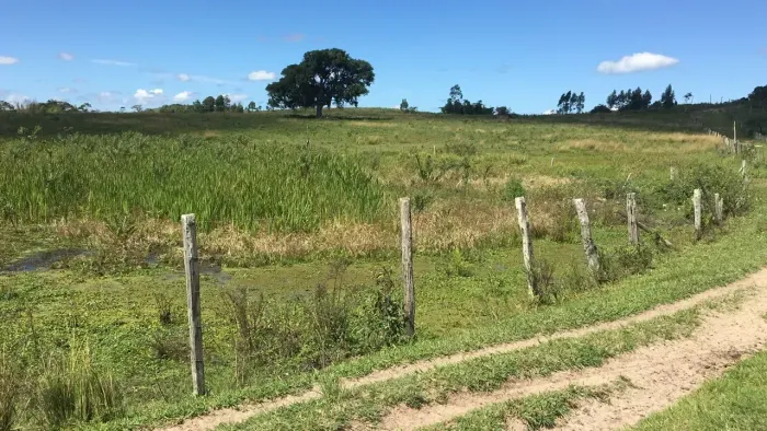 Fazenda Perobas, com 400 cabeças de gado e Eucalipto