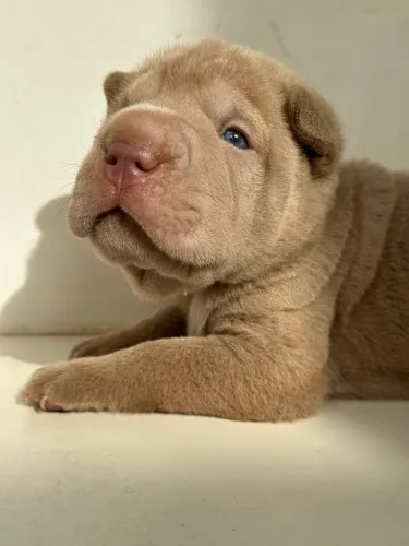 Cachorro da raça Shar Pei Fêmea Lilac disponível