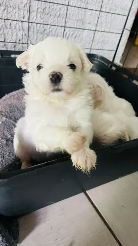 Maltês micro macho