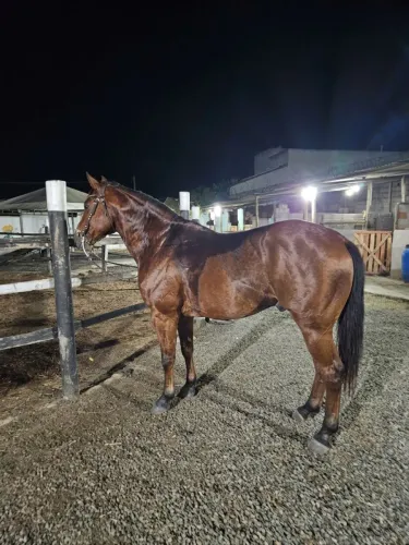 Cavalo quarto de milha