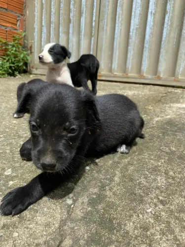 Cachorrinhos para doação 