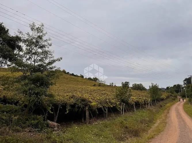 Propriedade Rural com produção de Uvas Isabel de 30 a 40 mil Kg/Ano