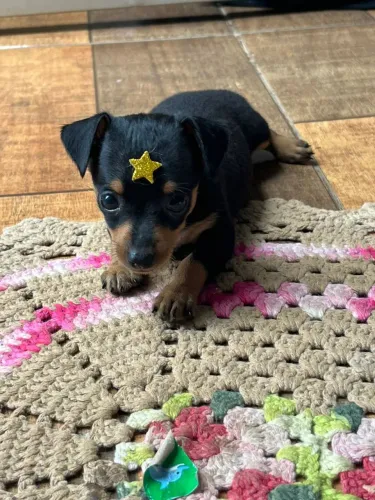 Pinscher 1