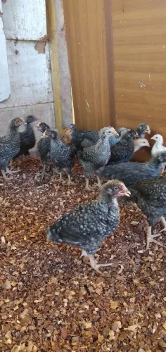 Saquarema venda de pintinhos e galinhas