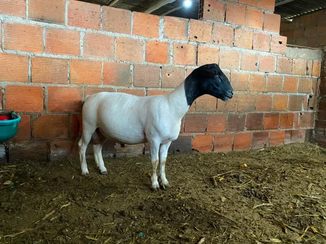 Borrego