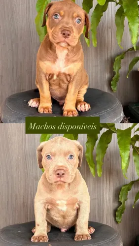 Pitmonster
