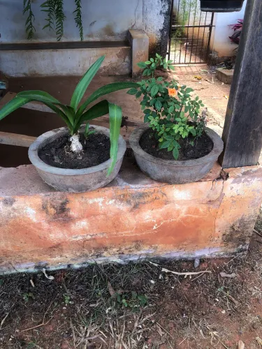 Plantas
