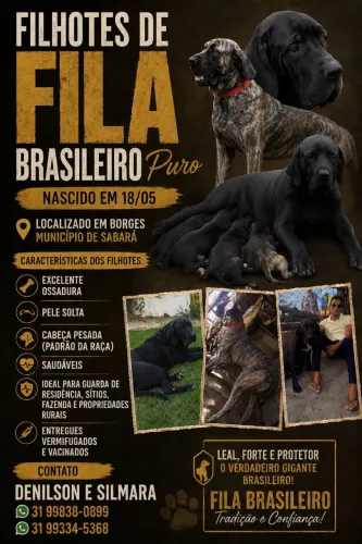 Filhotes de fila brasileiro 