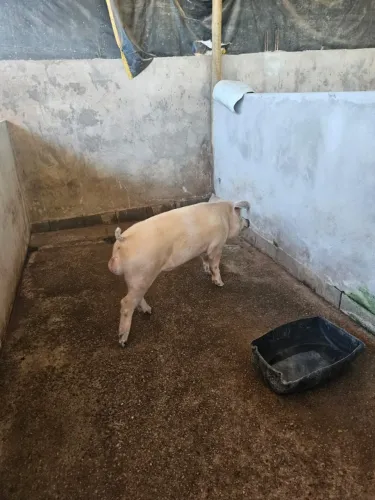 Porco Duroc com Pietran Macho 90kg