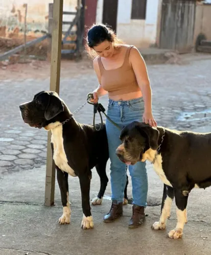 Filhotes de dogue alemão ótima linhagem