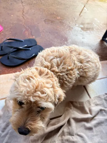 Poodle