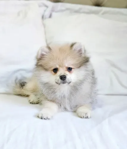 Spitz Alemão macho